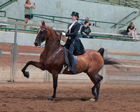 089 MJMHA Equitation Medal All Ages All Seats