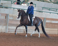 111 Morgan Hunter Pleasure Amateur 18 & Over Championship