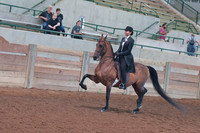 103 Morgan English Pleasure Amateur 18 & Over Championship