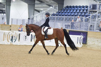 Sport Horse Under Saddle Silverama