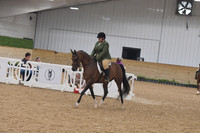 652A Arabian SHUS Hunter Type
