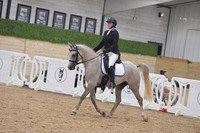 646 Arabian SHUS Junior Horse