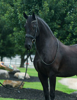 SRC Friesian