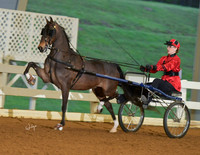 18. Single Roadster Pony to Bike, Adult Am.