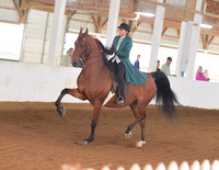 032 ASB Three Gaited Show Pleasure Adult