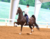 100. ASB Three-Gaited, Adult Am./Jr. Exh. Champ.
