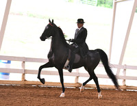 54. English Pleasure W/T/C, Open (Any Breed)