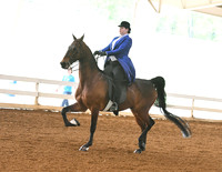 89. ASB Five-Gaited English Show Pleasure, Adult Am./Jr. Exh. Champ.