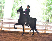 31. ASB Natural English Country Pleasure, Adult Am./Jr. Exh. Champ.