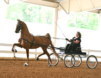 85. ASB Fine Harness, Open Stake