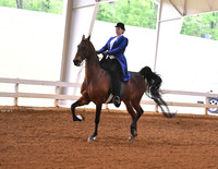 51. ASB Five-Gaited English Show Pleasure, Jr. Exh.