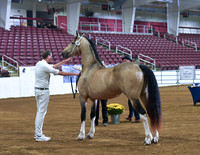 19 Epic of Majestic Friesians