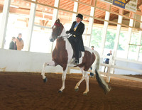 050 ASB Three Gaited Country Pleasure Adult Stake
