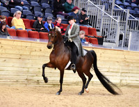 38 HA/AA Country English Pleasure AAOTR
