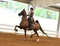 14. ASB Three-Gaited, Open
