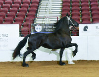 7 Year plus Star Mares Bridle 202 Leona Hinke MFF  210 Goeleke SP