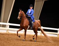 106. ASB Three-Gaited English Country Pleasure, Jr. Exh. Champ