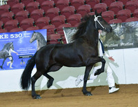 4 to 6 Year Star Mares Bridle 199 Tess Fan Black Earth 200 Tiertsje Fan North Ster 212 Victoria HF