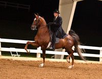 108. ASB Five-Gaited, Open Stake