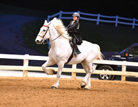 103. English Pleasure W/T/C, Open Champ. (Any Breed)