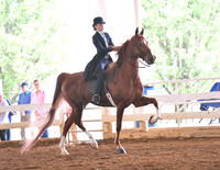 32. English Pleasure Pony (14.2 & Under) (Any Breed)