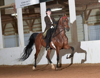 119 Single Bit Five Gaited Pleasure Championship