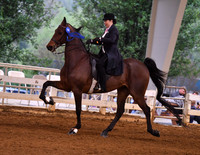 59. ASB Five-Gaited, Ladies Open