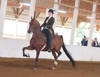 029 Single Bit Five Gaited Pleasure