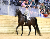 55 English Pleasure Walk Trot 10 & Under