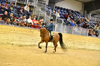 85 B Arabian Hunter Pleasure Mares & Geldings