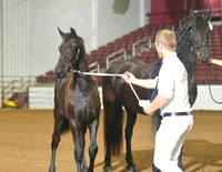 Fillies for Premie 168 167 169 170 171 172 173 213