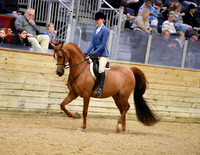 29 Arabian Hunter Pleasure jOOTR 14 & Under