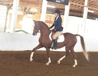 006 Arab-Half Arabian Hunter Pleasure Open