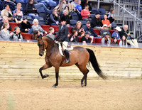 14 A HA/AA Hunter Pleasure JTR Select Rider