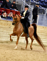 39 Saddle Seat Equitation 14-18