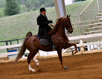 19. ASB Three-Gaited Park, Junior/Limit Horse Stake