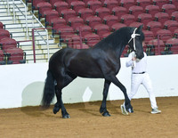 4 Year plus Mares for Studbook