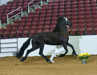 Adult Mares Champion