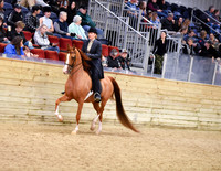 24 HA/AA Country English Pleasure ATR Select Rider