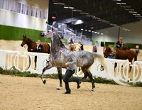 4 PB Gelding In-Hand Open
