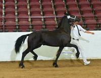 Overall Mare Keuring Champion