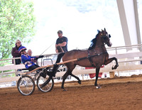 52. Single Roadster Pony to Bike, Adult Am./Jr. Exh. Champ.