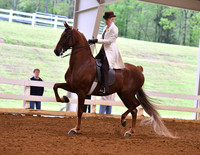 56. ASB Three-Gaited English Show Pleasure, Adult Am.