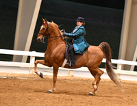 22. ASB Three-Gaited English Country Pleasure, Adult Am.
