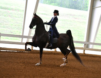 24. Saddle Seat Eq Open 17 & Under Championship - any breed