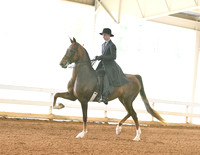27. Saddle Seat Equitation, Open (17 & Under) (Any Breed)28. ASB Three-Gaited English Show Pleasure, Limit Rider