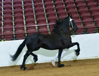 Crown Mares