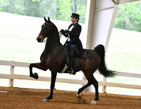 7. ASB Three-Gaited, Adult Am.