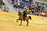 87 PB Country English Pleasure JTR