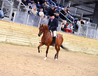 31 PB Hunter Pleasure Junior Horse